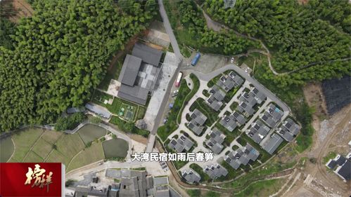 綠色大灣村 紅色旅游與茶香迎客，繪就特色發展新畫卷