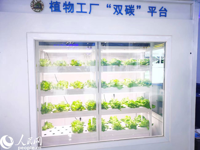 科技賦能新農(nóng)業(yè) 探秘中關(guān)村論壇展覽中的植物工廠